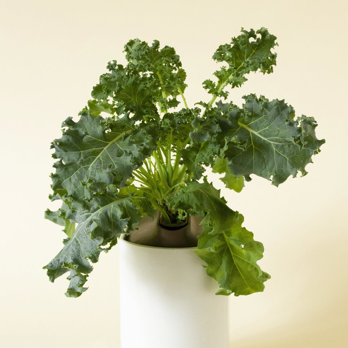 Curly Kale