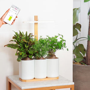 Accessories for indoor gardens - Prêt à Pousser - Prêt à Pousser 🇪🇺