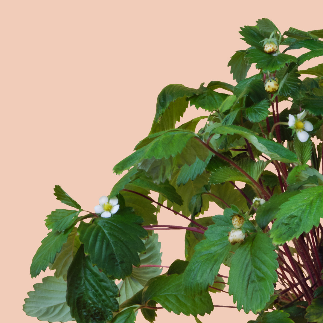 White Wood Strawberries + Pollination Brush