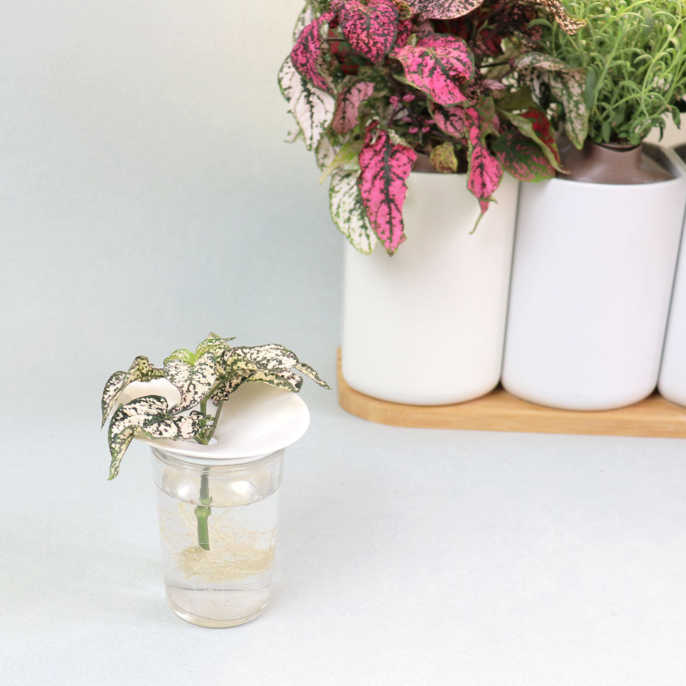 Porcelain cuttings cup