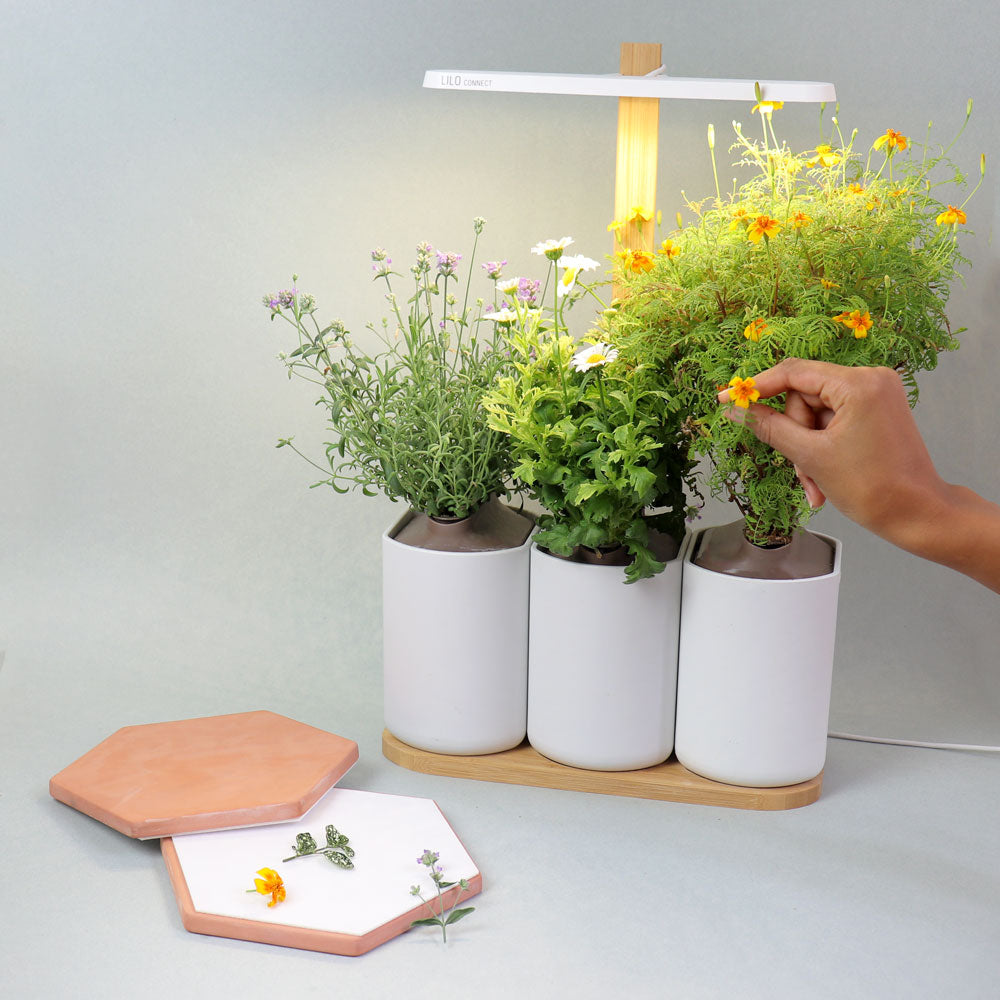 Express flower and herb press